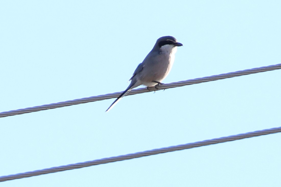 Iberian Gray Shrike - ML647536142