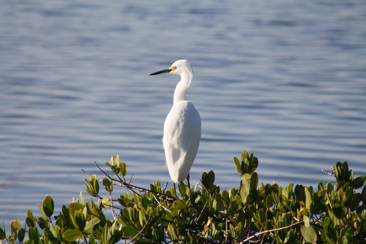 Snowy Egret - ML647536143