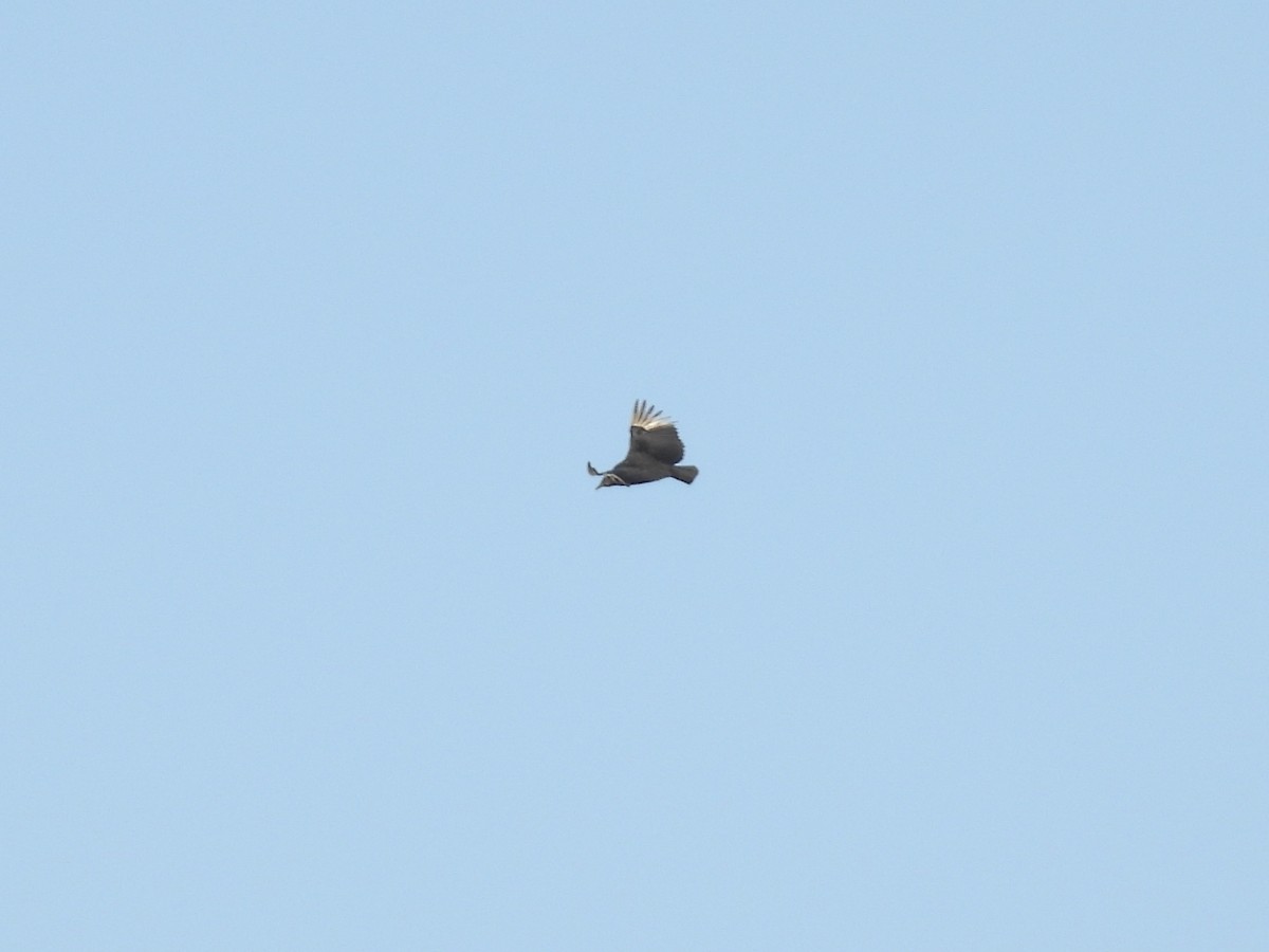 Black Vulture - ML647536146