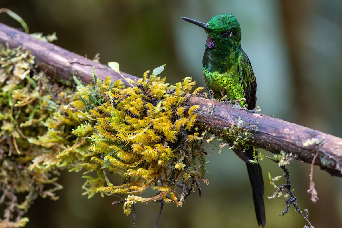 Empress Brilliant - ML647536166