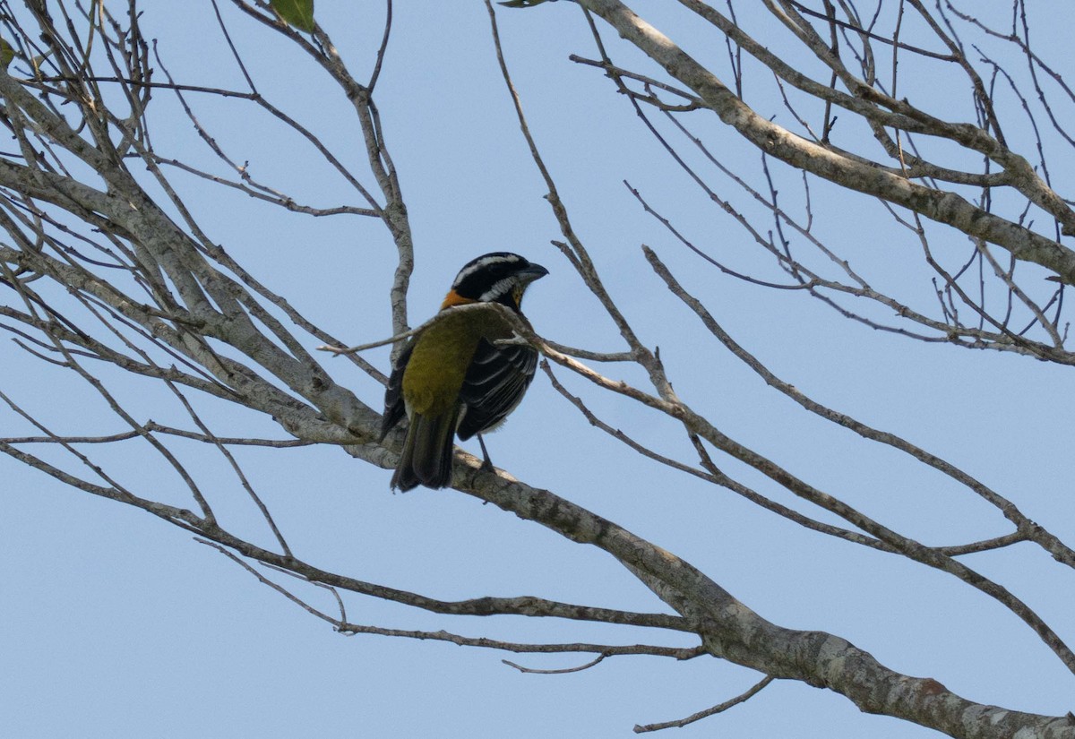 Puerto Rican Spindalis - ML647536176