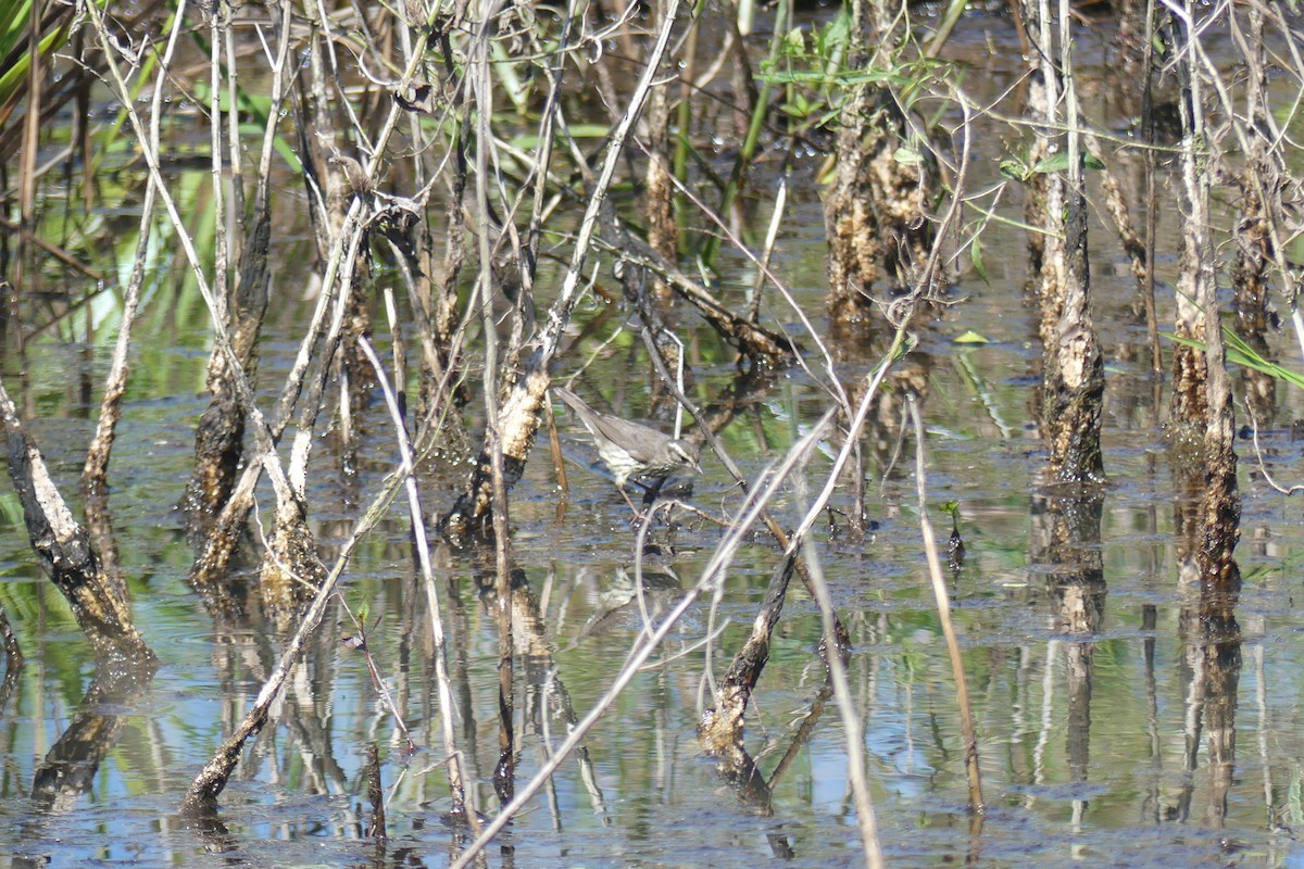 Louisiana Waterthrush - ML647536177