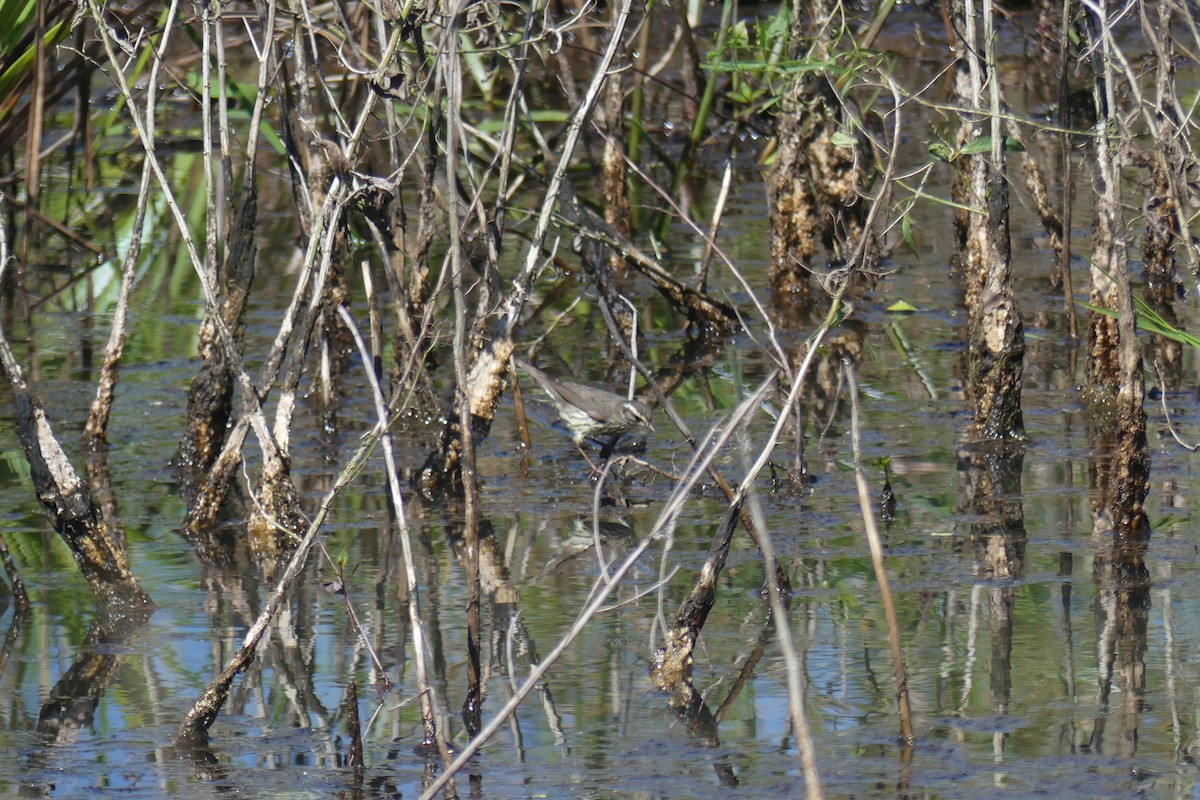 Louisiana Waterthrush - ML647536178