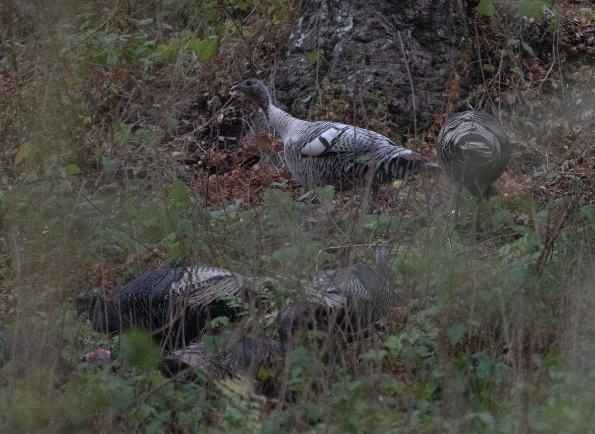 Wild Turkey - ML647536189