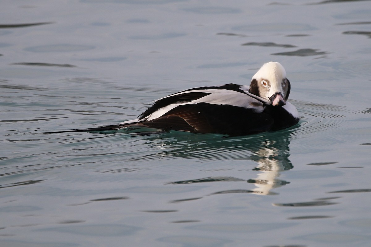 Telkuyruk - ML647536192