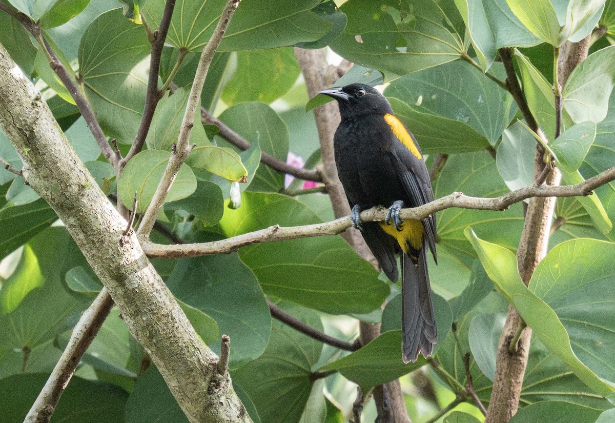 Porto Riko Turpiyali - ML647536194