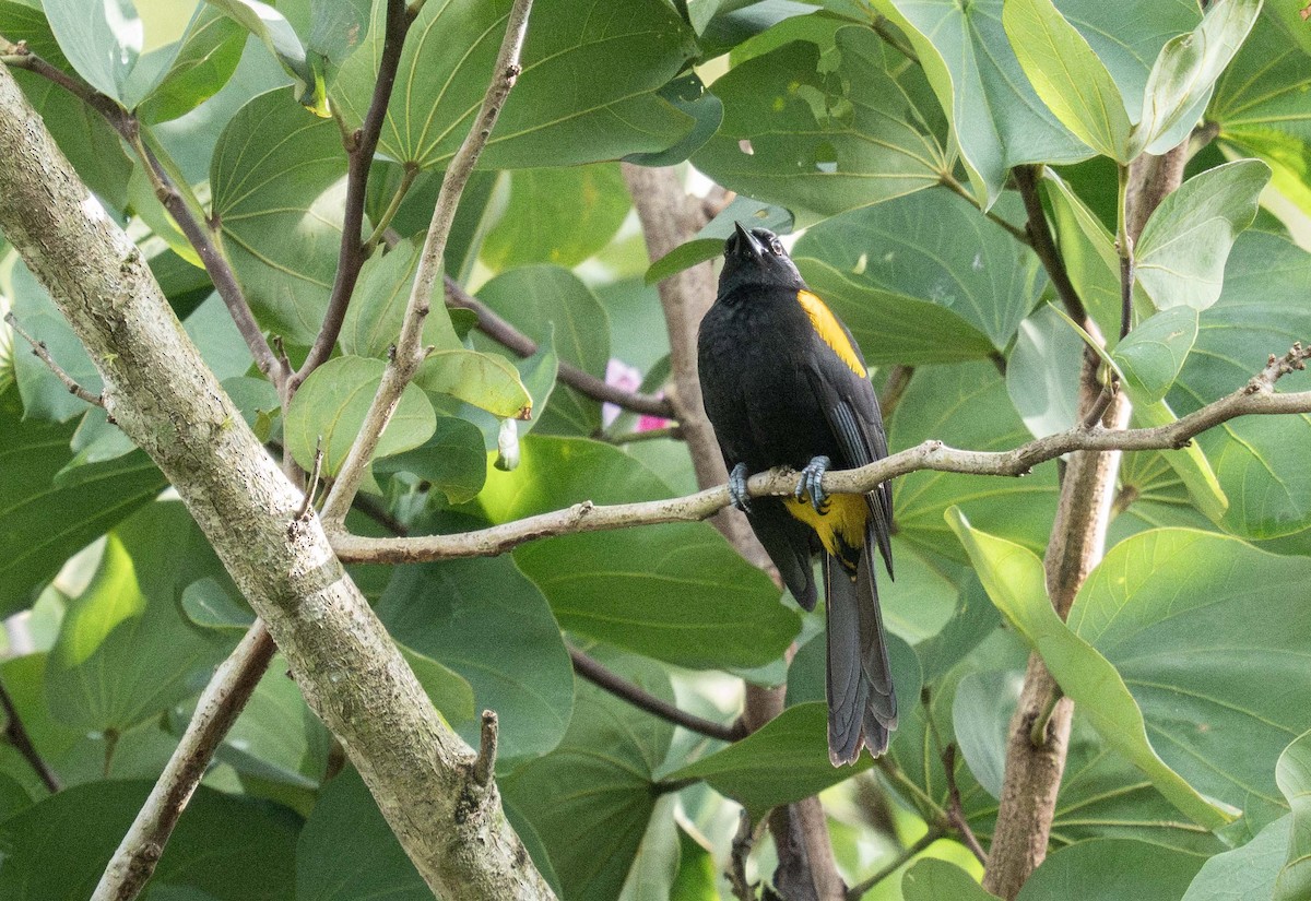 Porto Riko Turpiyali - ML647536195