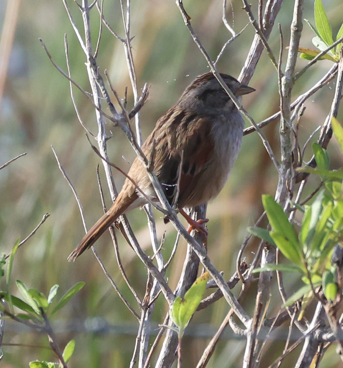 Болотная зонотрихия - ML647536199