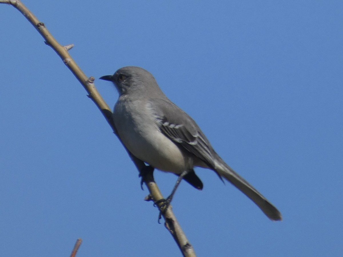 Northern Mockingbird - ML647536212