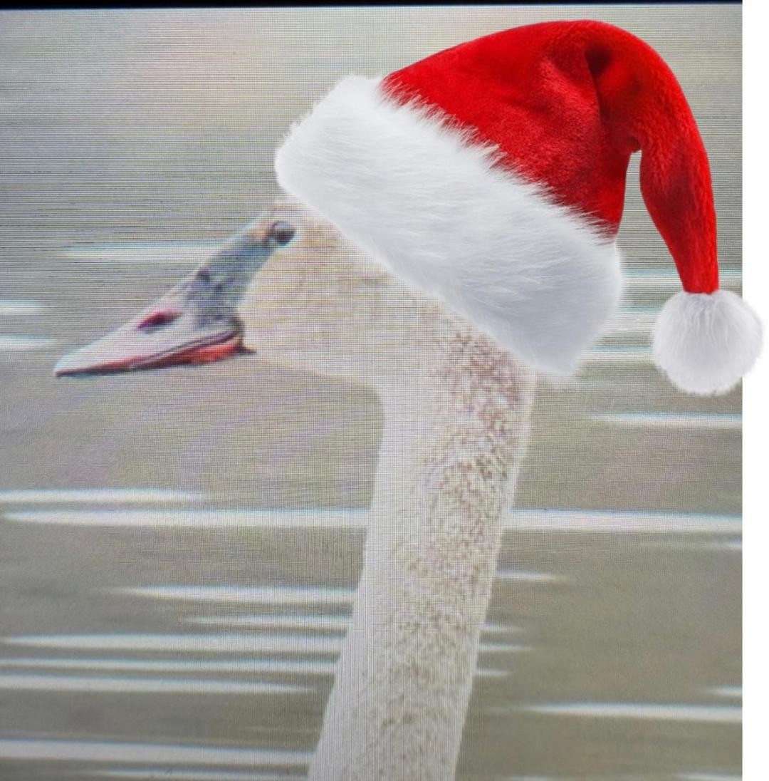 Лебідь-трубач - ML647536217