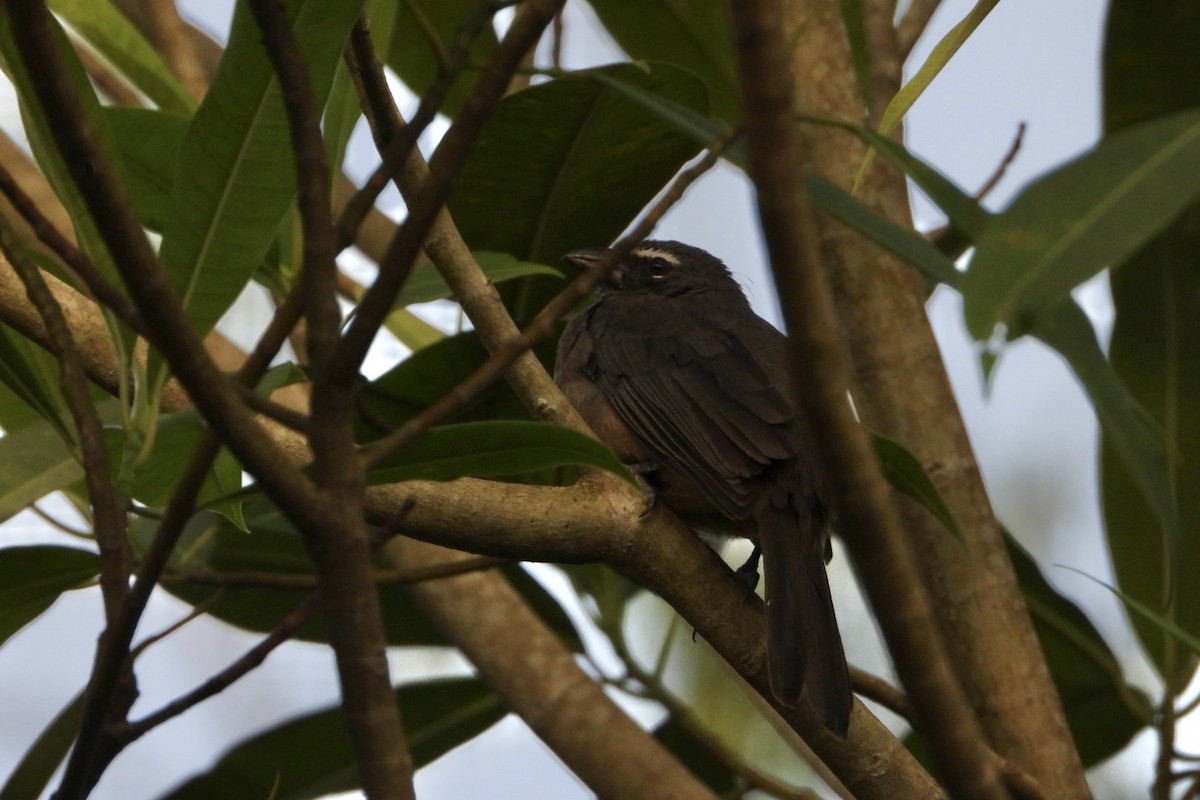 Зернолуск бурогузий - ML647536218