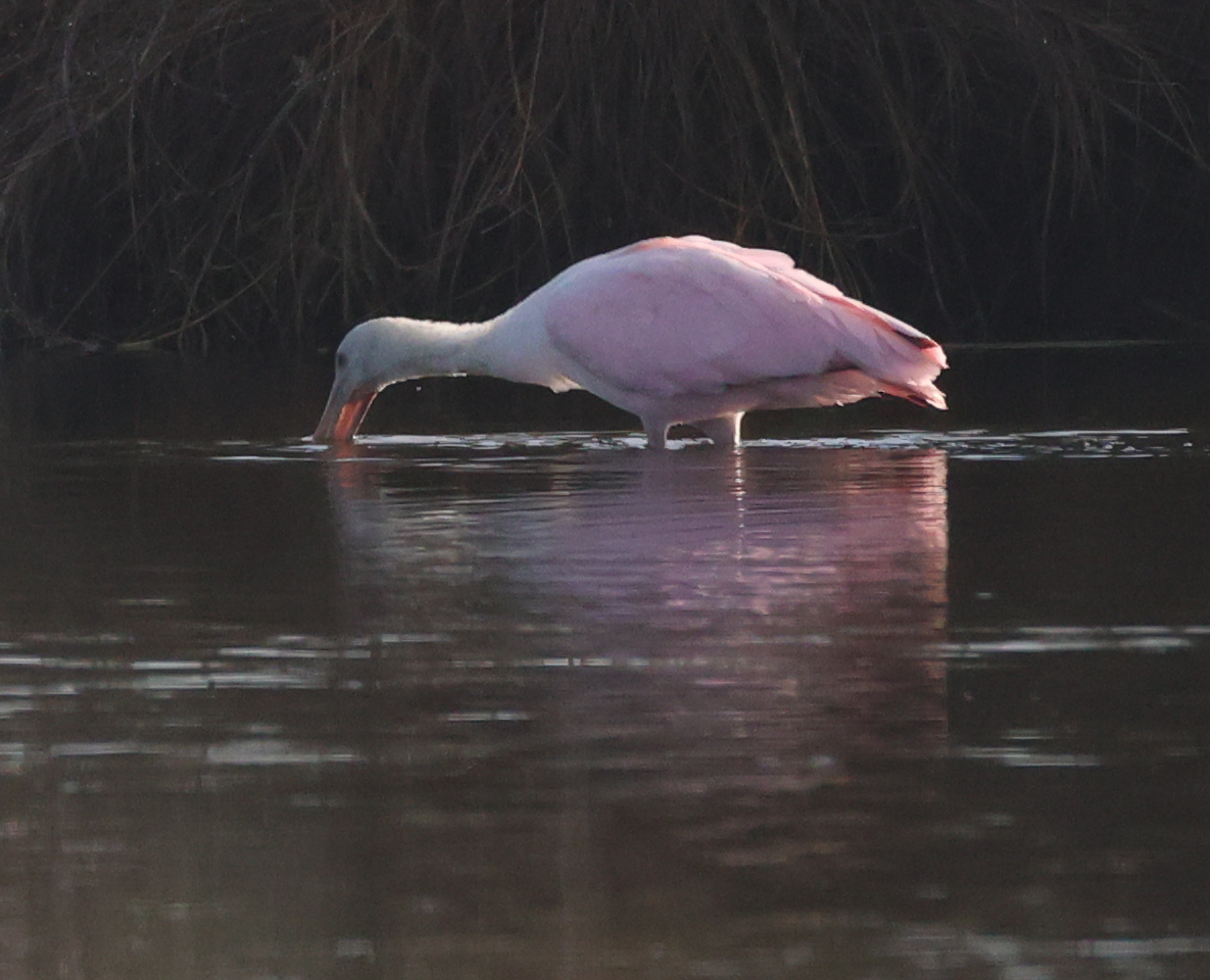 Roseate Spoonbill - ML647536219