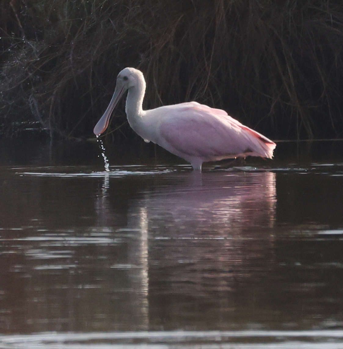 Roseate Spoonbill - ML647536220