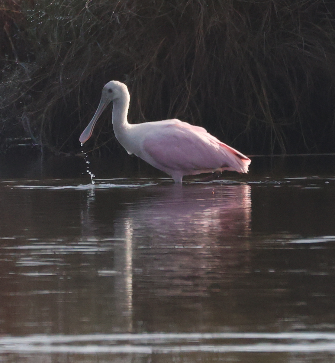 Roseate Spoonbill - ML647536221