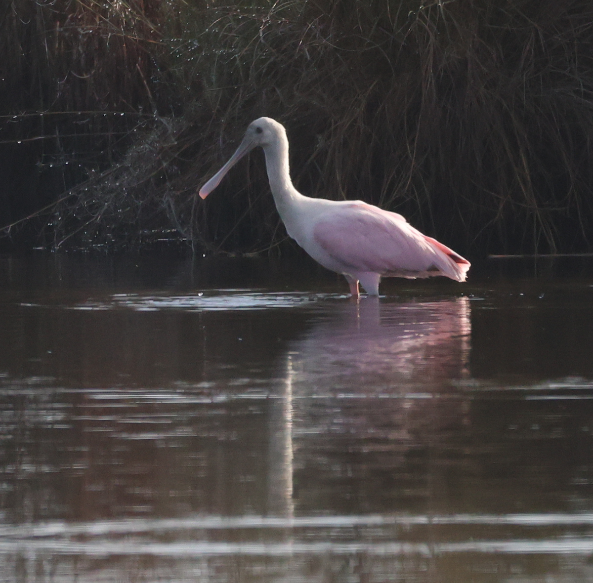Roseate Spoonbill - ML647536222