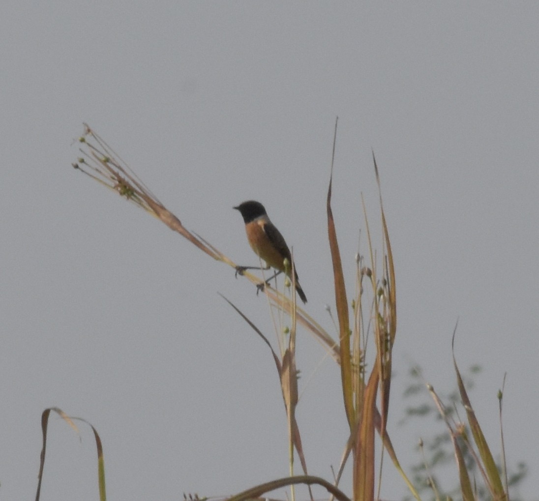 Siberian Stonechat - ML647536229