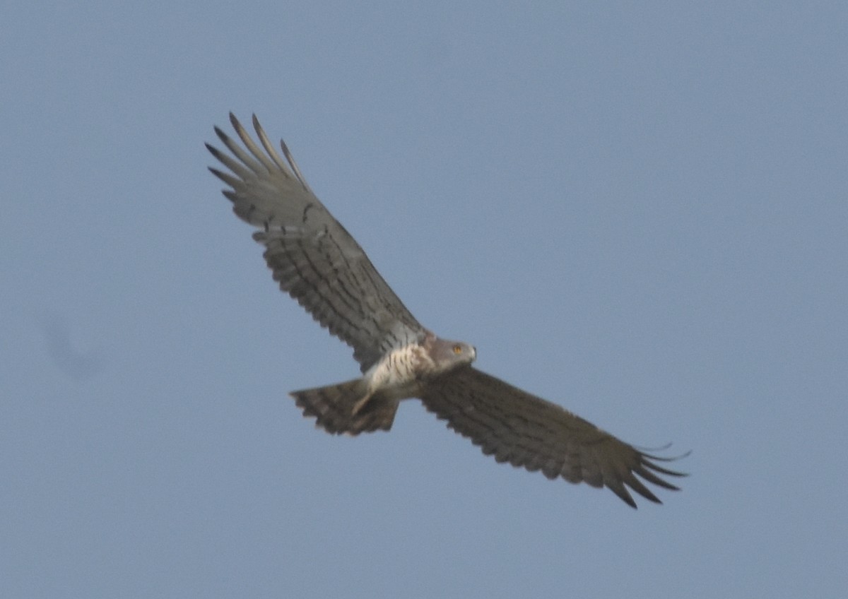 Short-toed Snake-Eagle - ML647536242