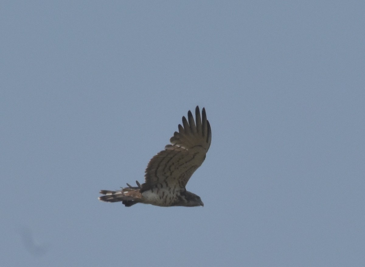 Short-toed Snake-Eagle - ML647536243