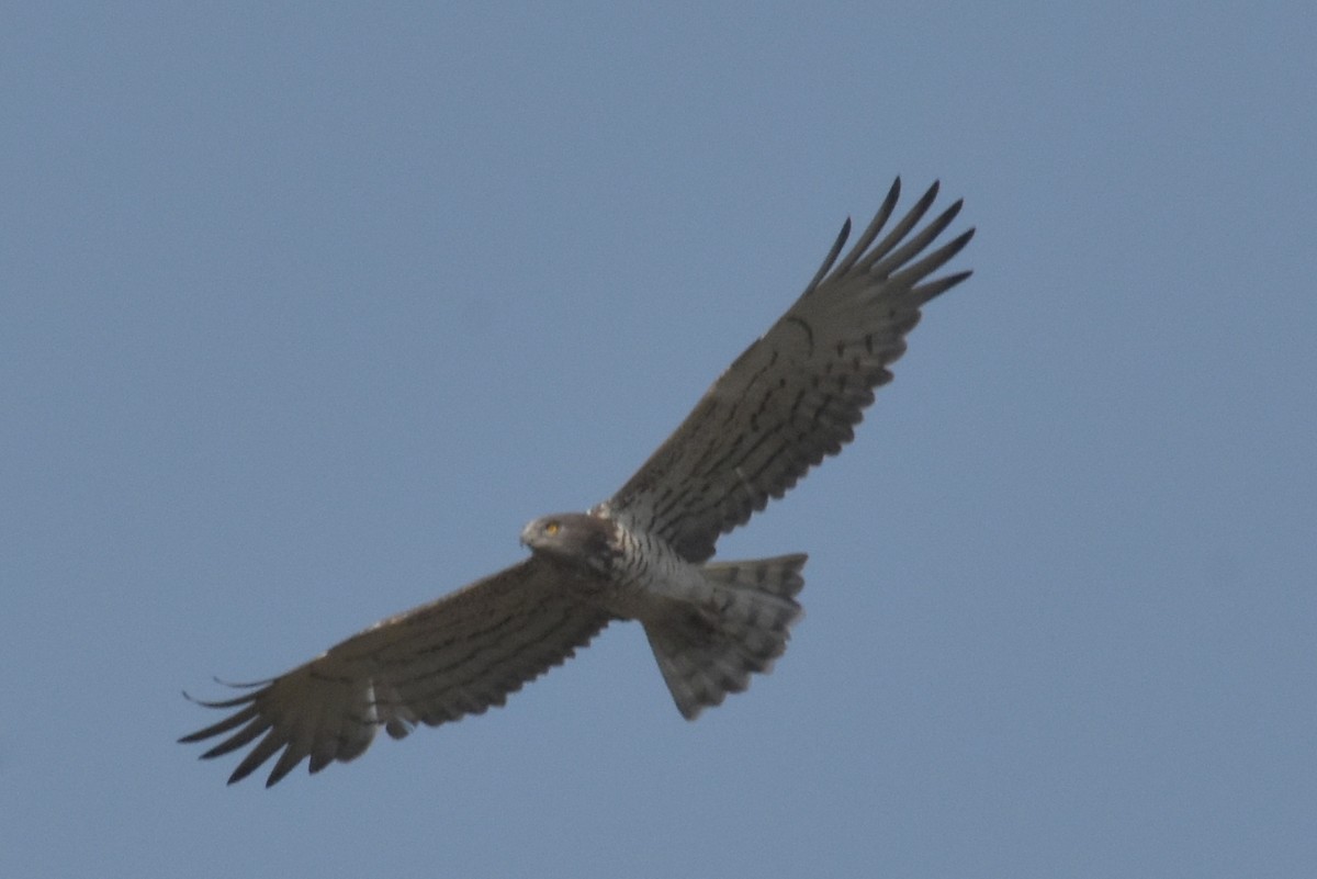 Short-toed Snake-Eagle - ML647536244