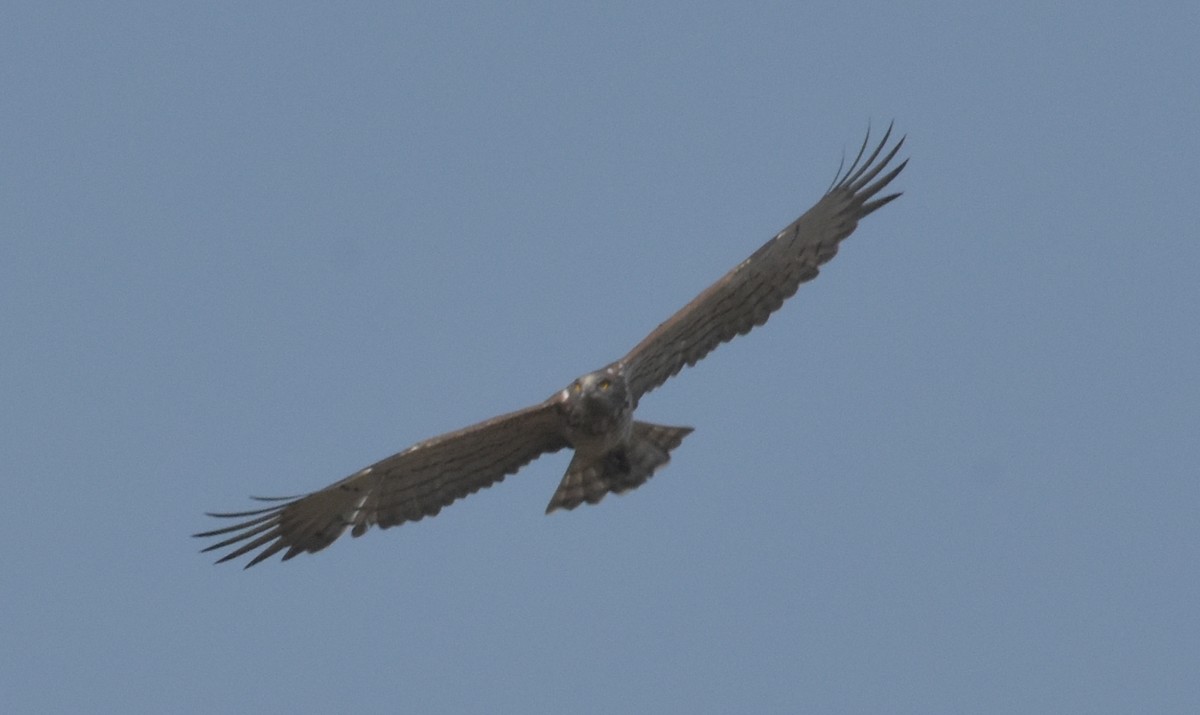 Short-toed Snake-Eagle - ML647536245