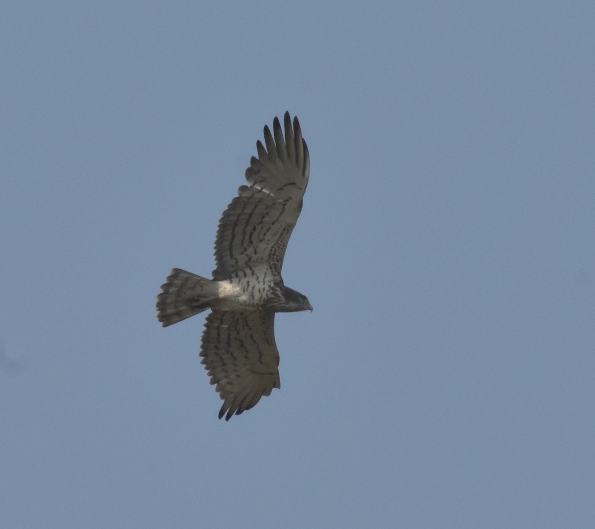 Short-toed Snake-Eagle - ML647536246