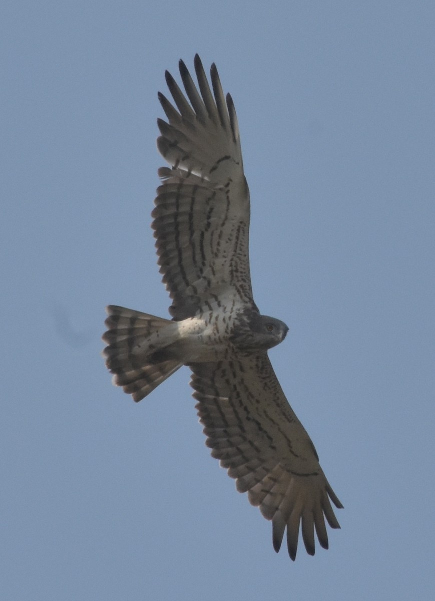 Short-toed Snake-Eagle - ML647536247