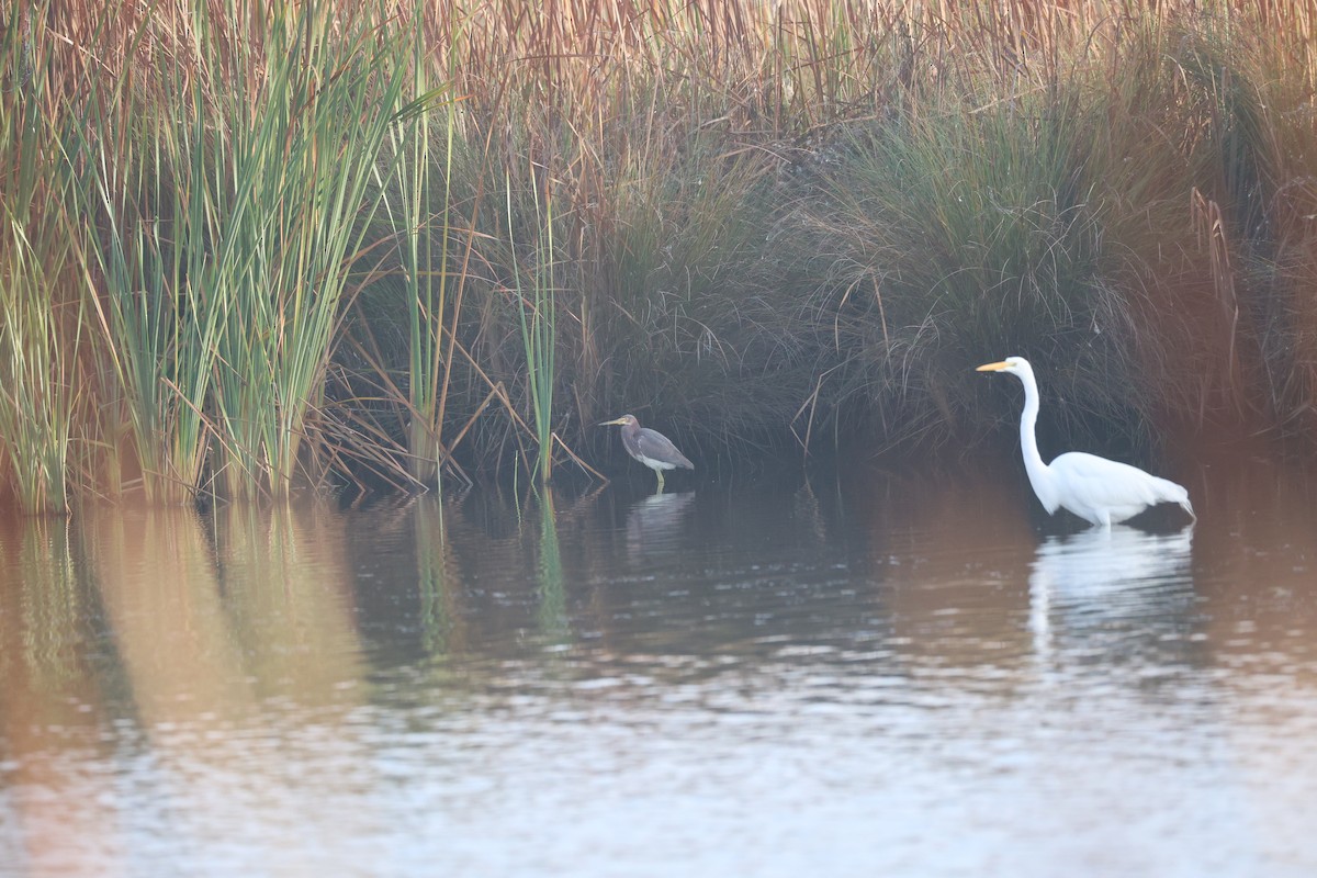 Great Egret - ML647536265