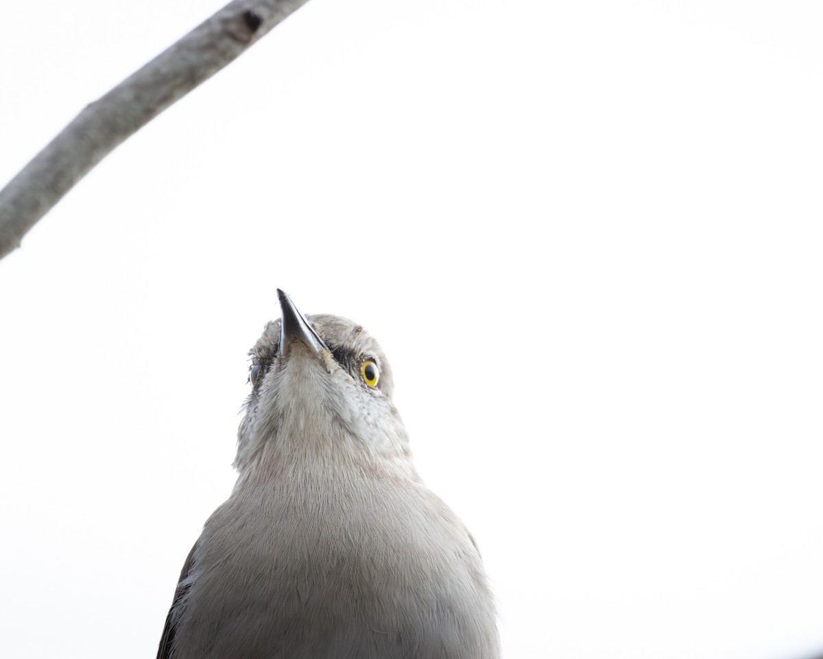 Northern Mockingbird - ML647536272