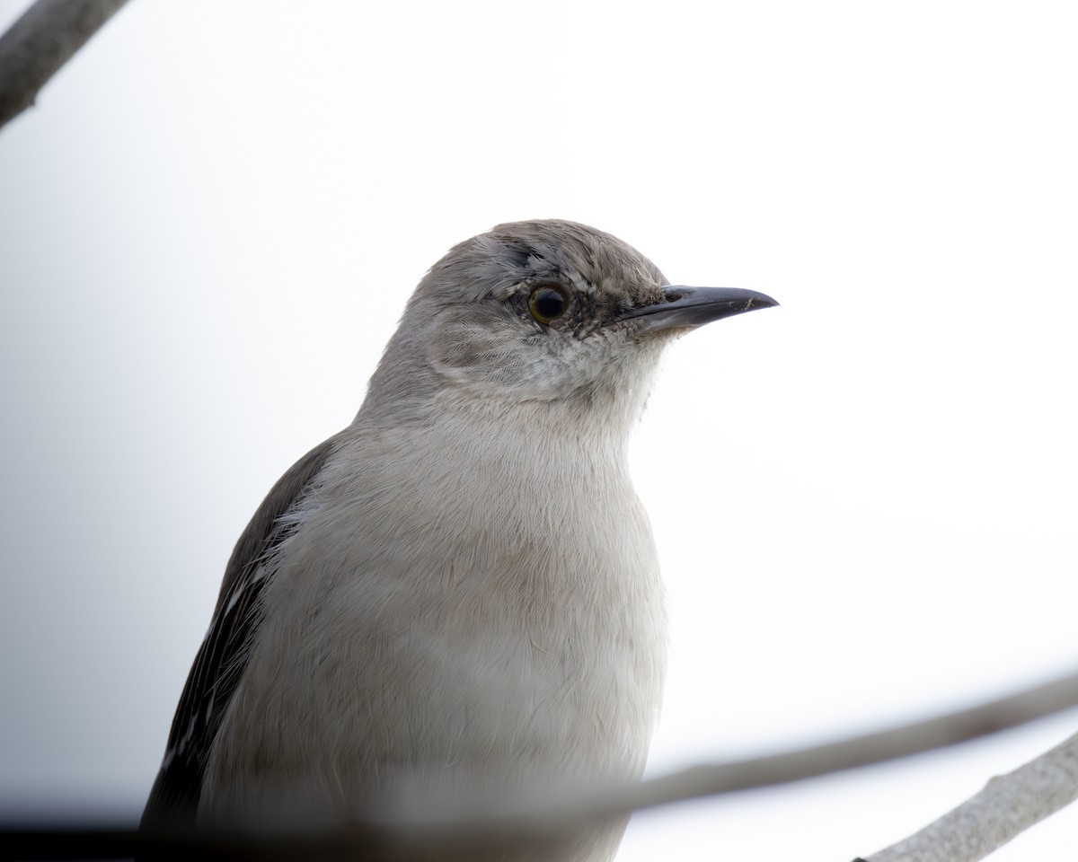 Northern Mockingbird - ML647536273