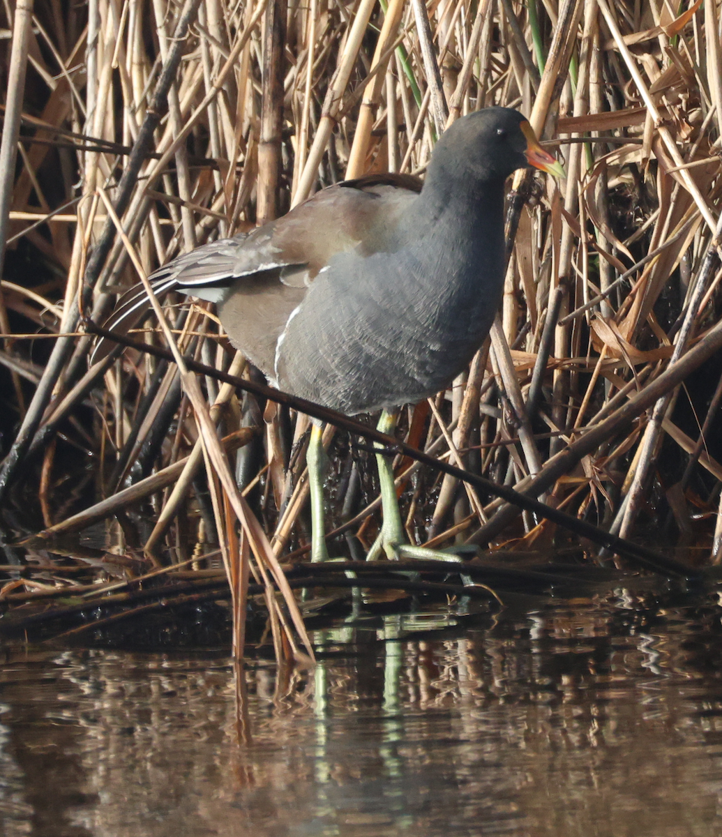 סופית אמריקנית - ML647536291