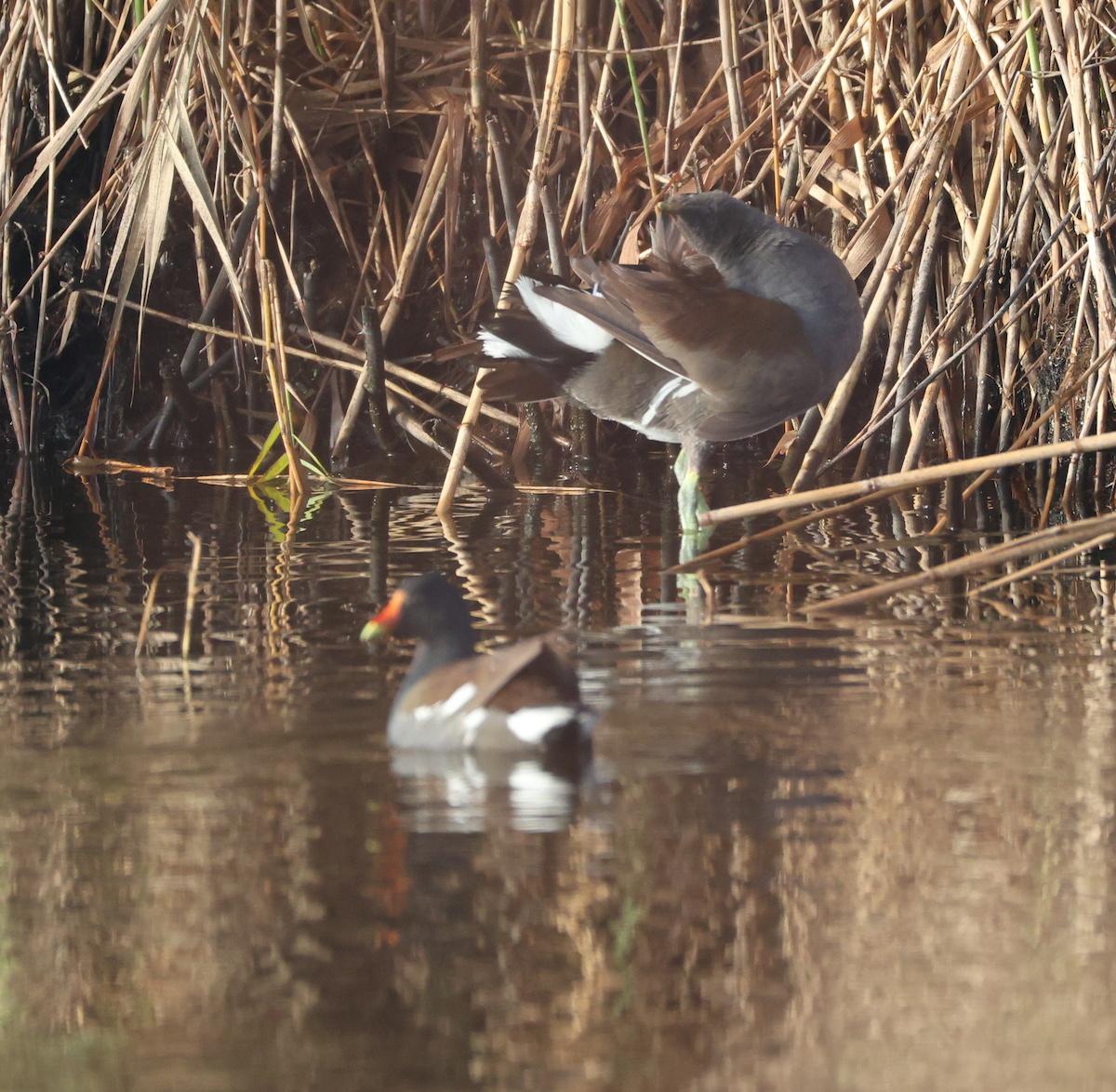 סופית אמריקנית - ML647536293