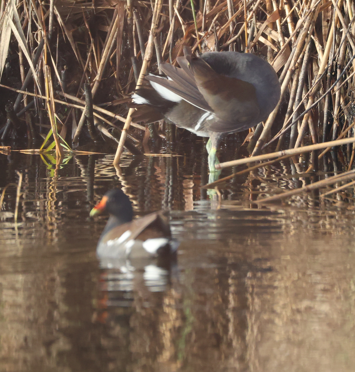 סופית אמריקנית - ML647536297