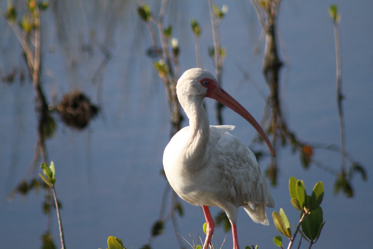 White Ibis - ML647536308