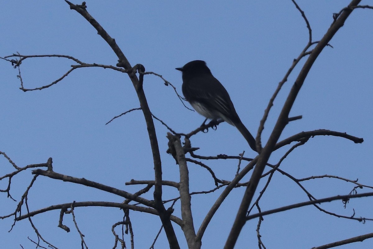 Black Phoebe - ML647536312