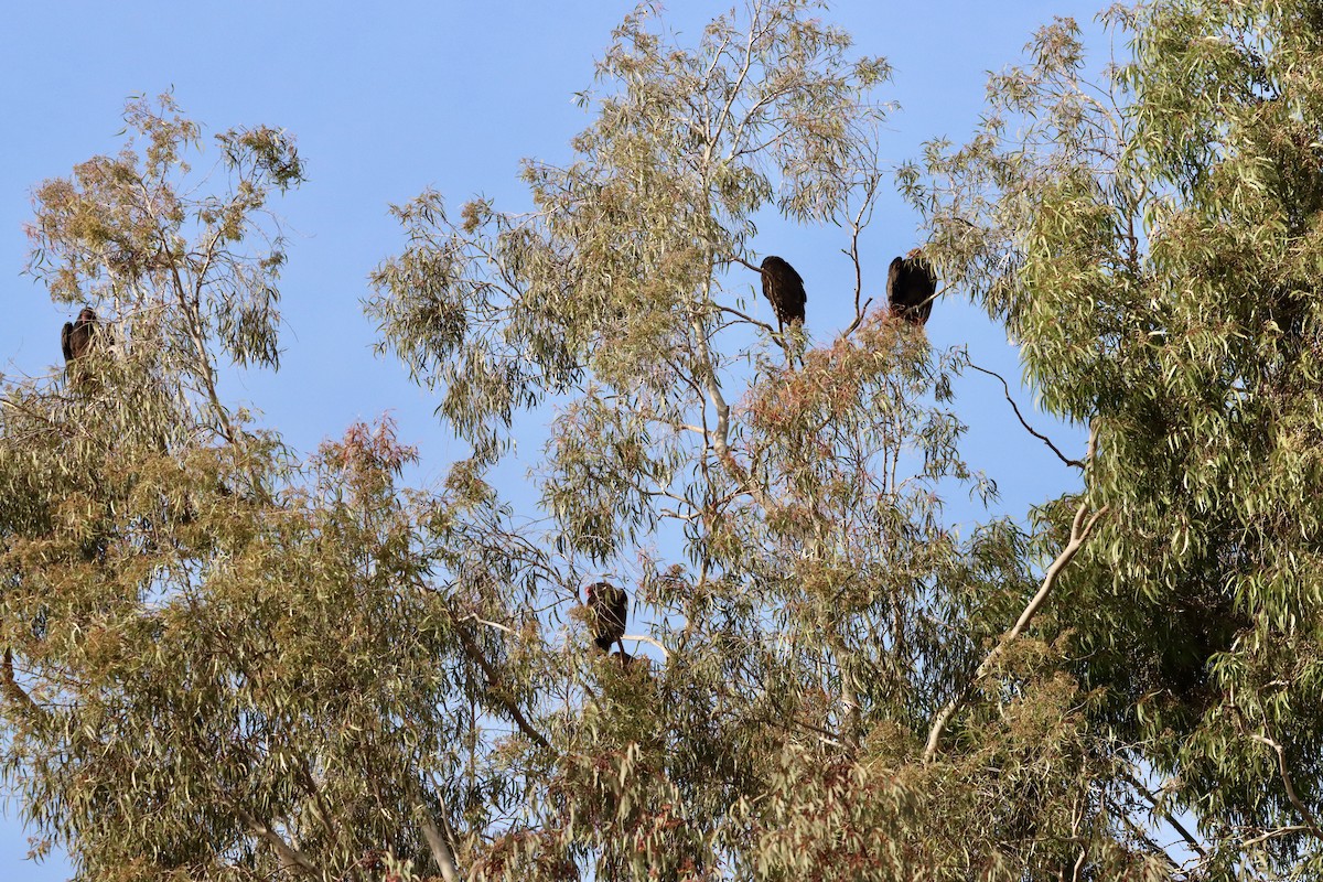 Turkey Vulture - ML647536327