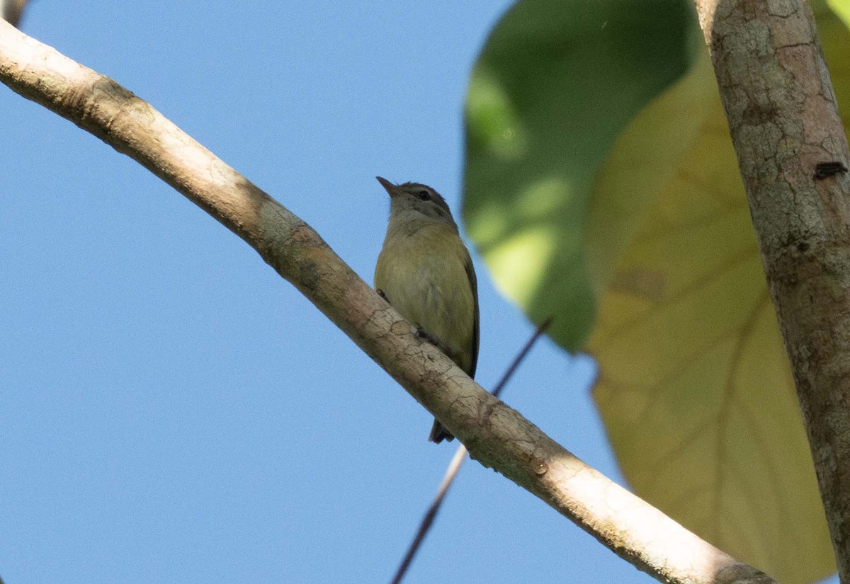 Puerto Rican Vireo - ML647536328
