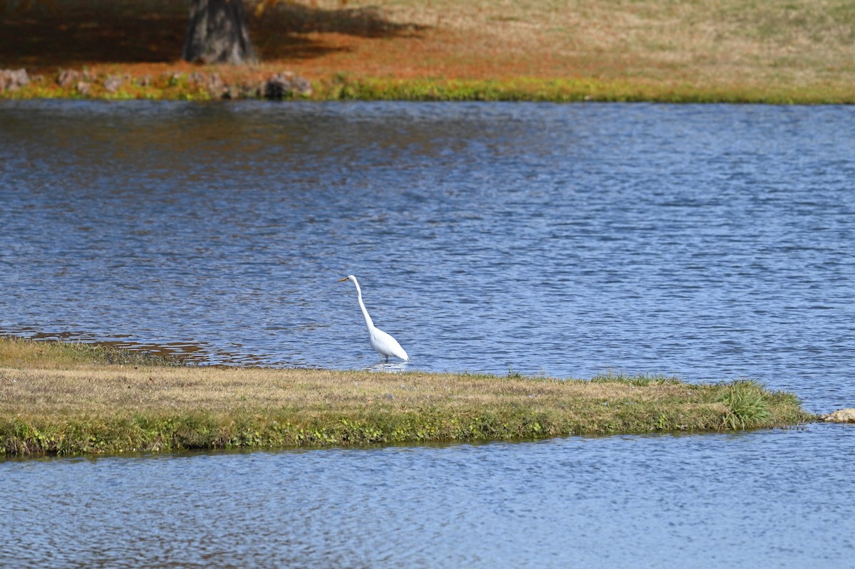 Great Egret - ML647536358