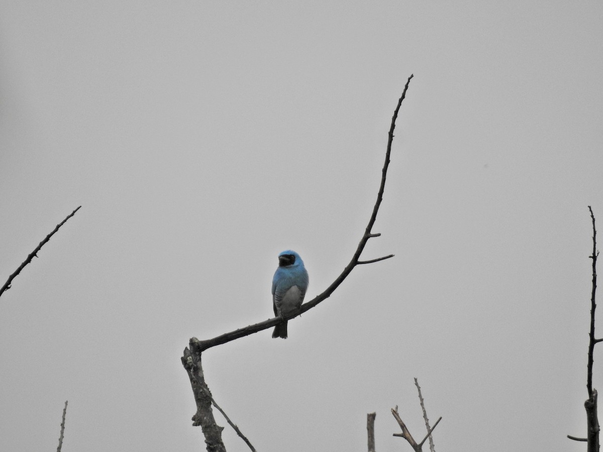 Swallow Tanager - ML647536362