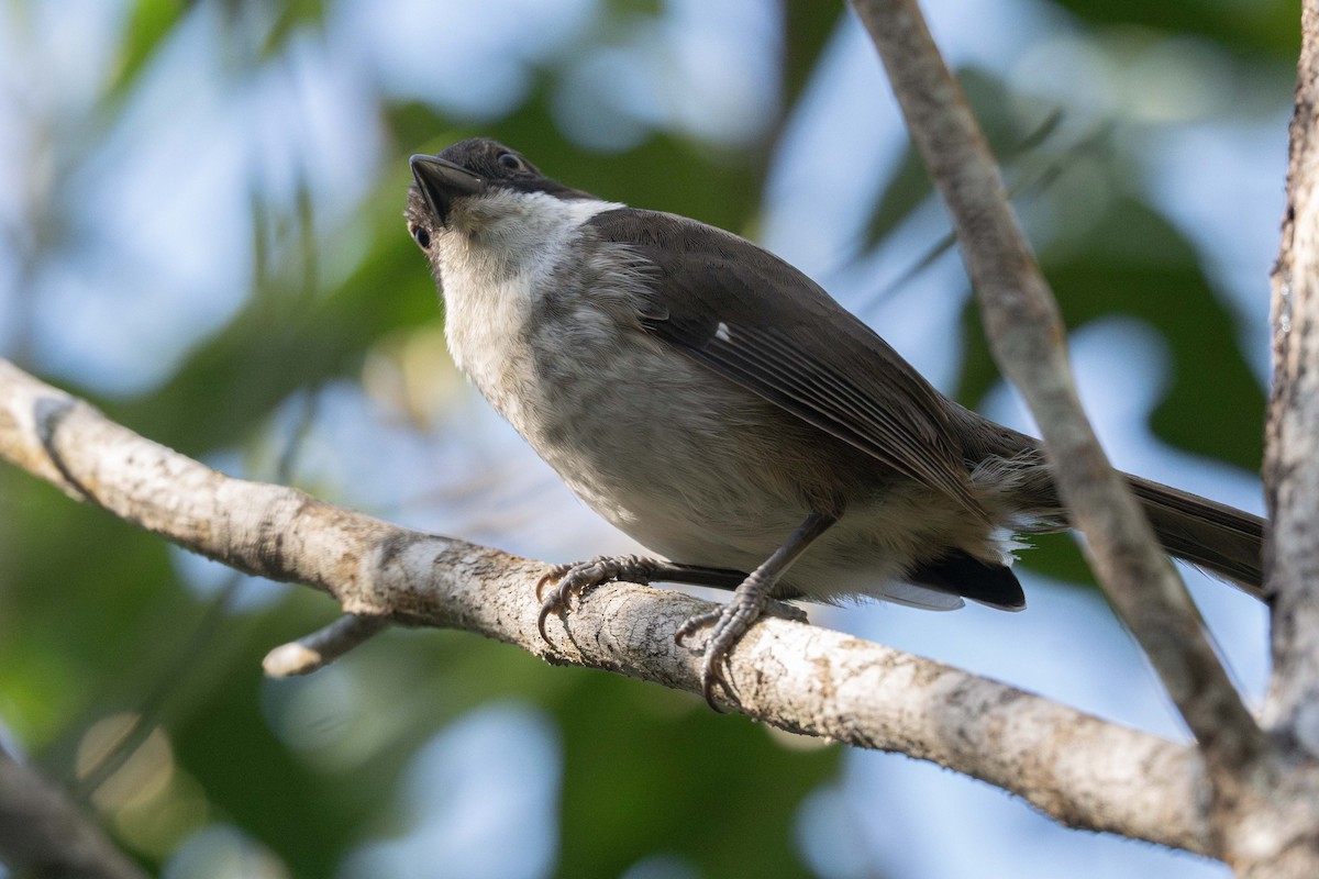Puerto Rican Tanager - ML647536363