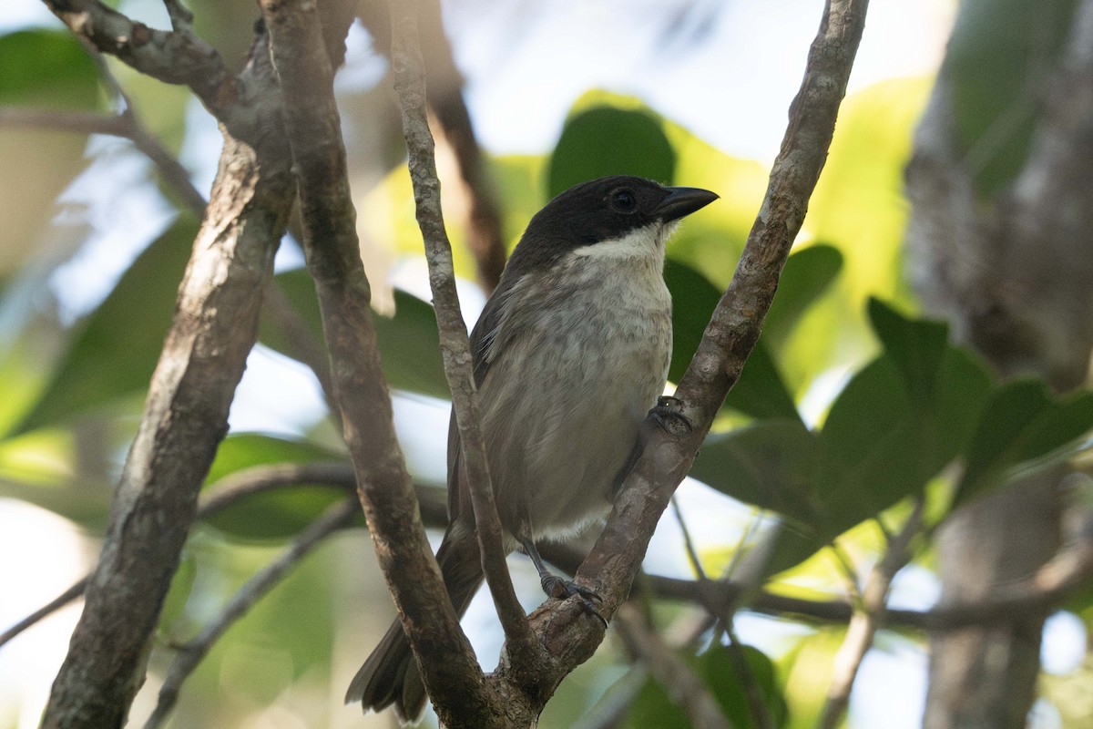 Puerto Rican Tanager - ML647536364