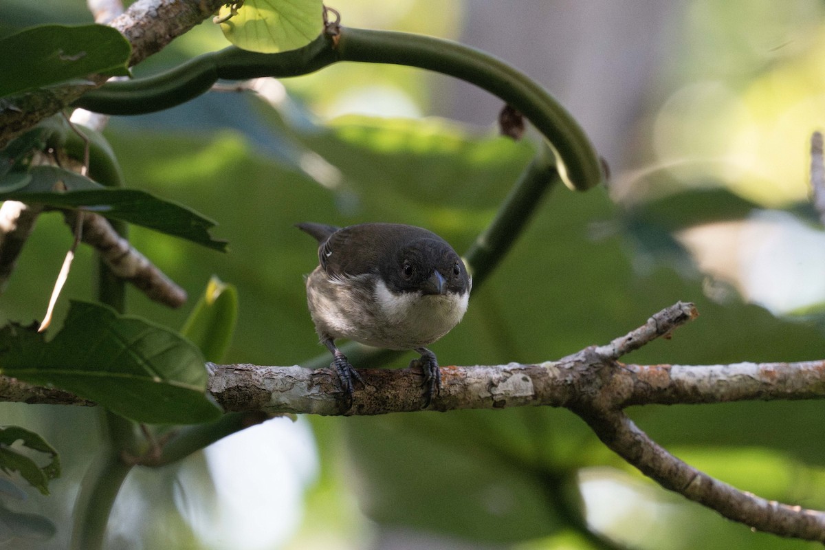 Puerto Rican Tanager - ML647536365