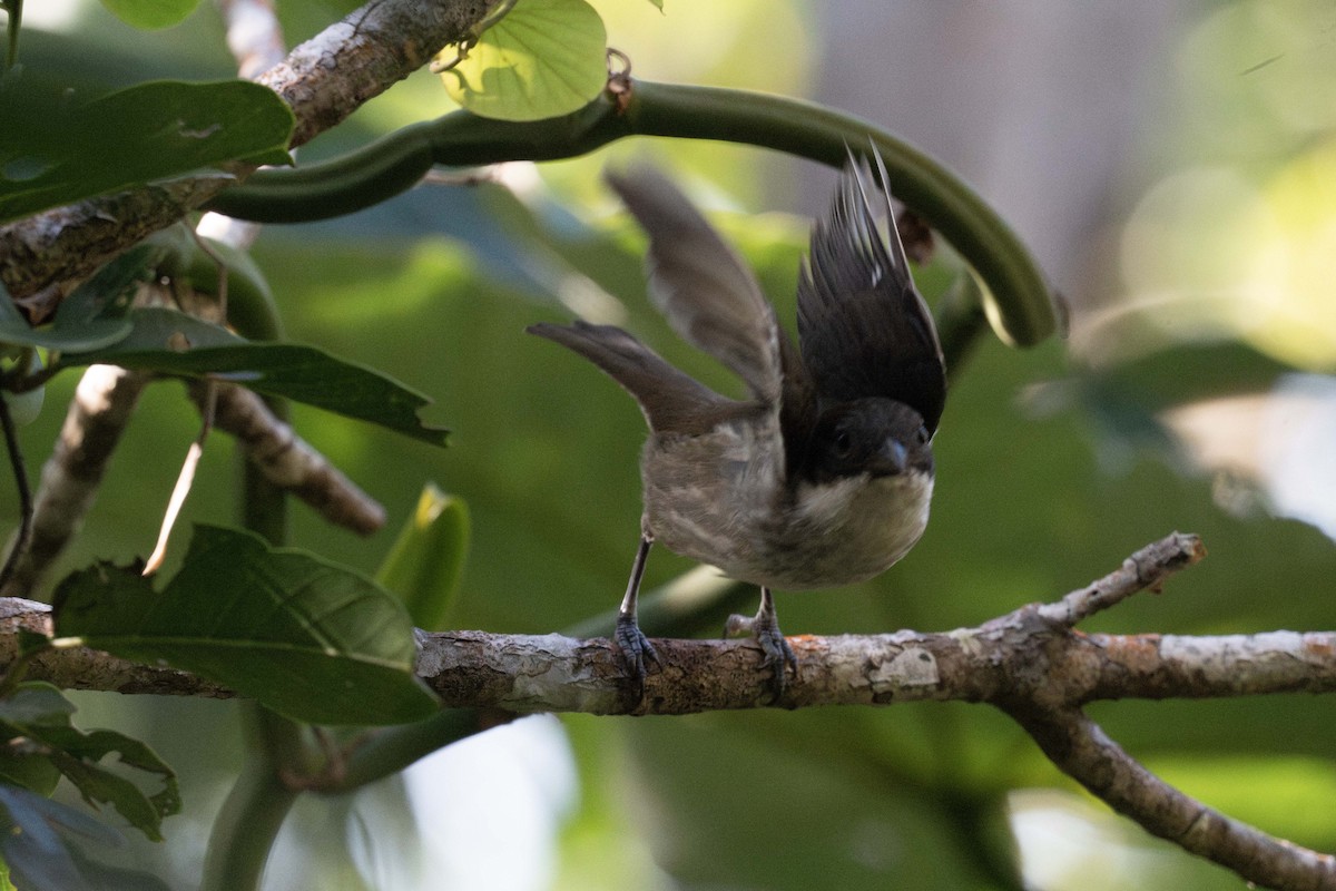 Puerto Rican Tanager - ML647536366