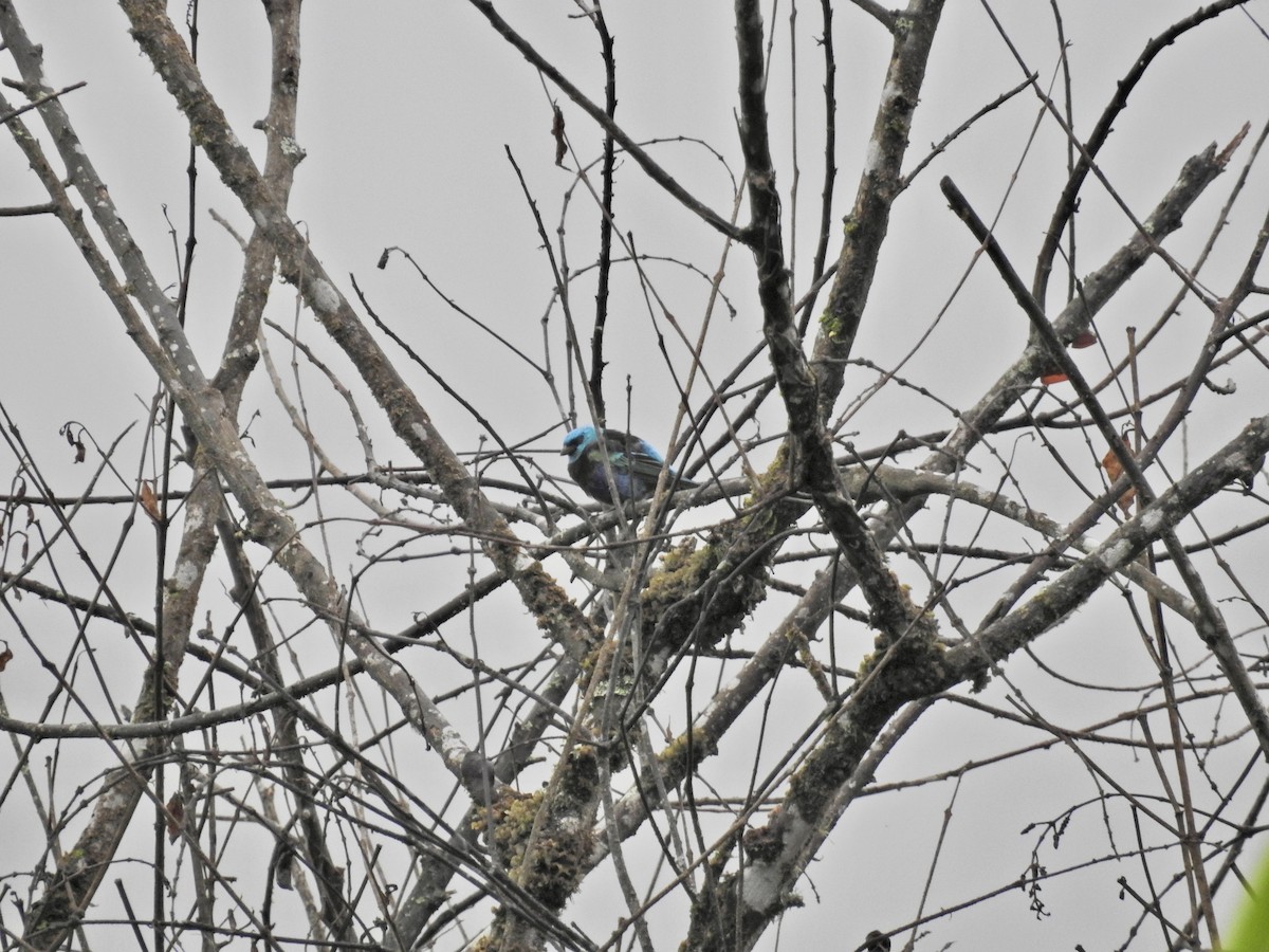 Blue-necked Tanager - ML647536370