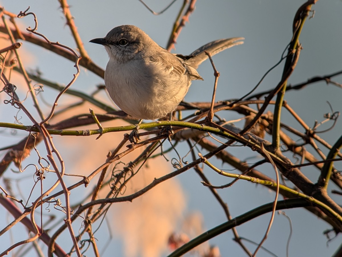 Northern Mockingbird - ML647536382