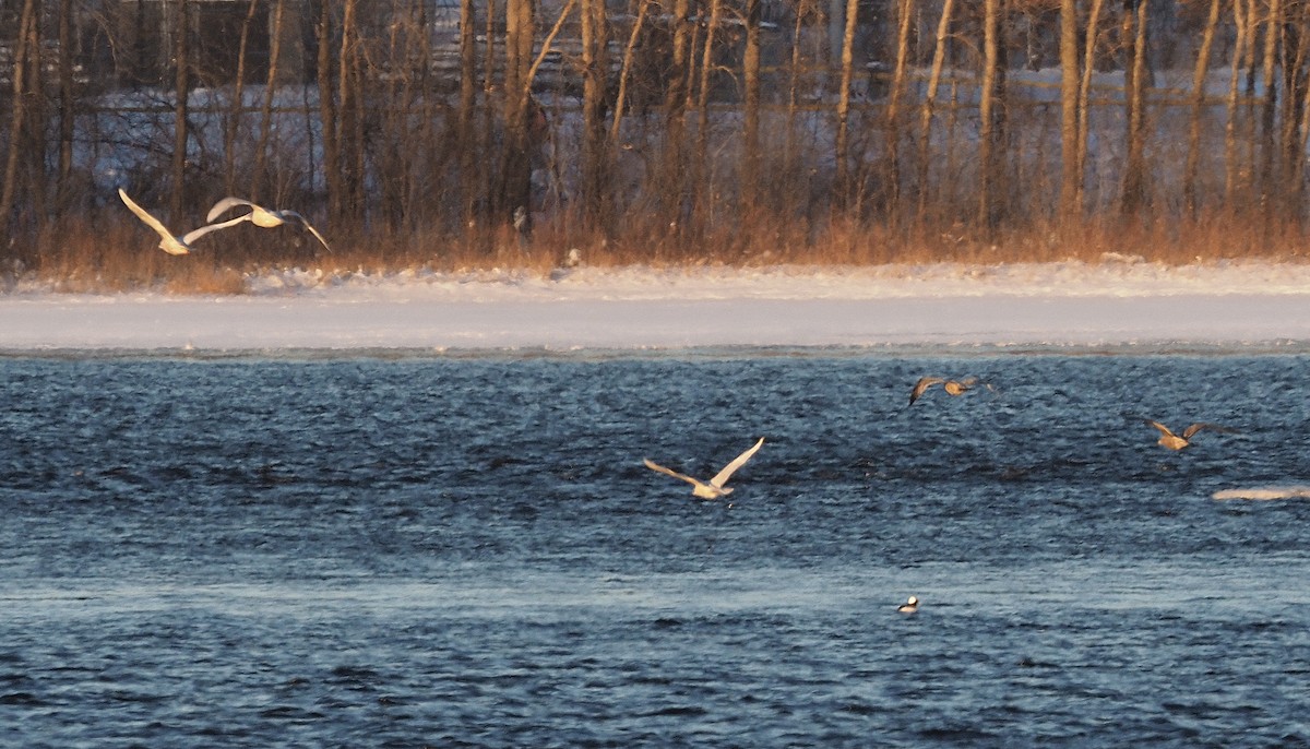 Glaucous Gull - ML647536390
