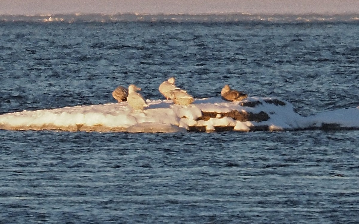 Glaucous Gull - ML647536391