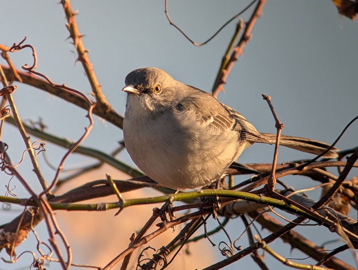 Northern Mockingbird - ML647536392