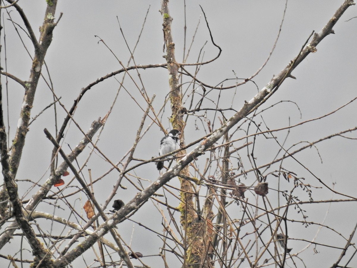 Variable Seedeater - ML647536398