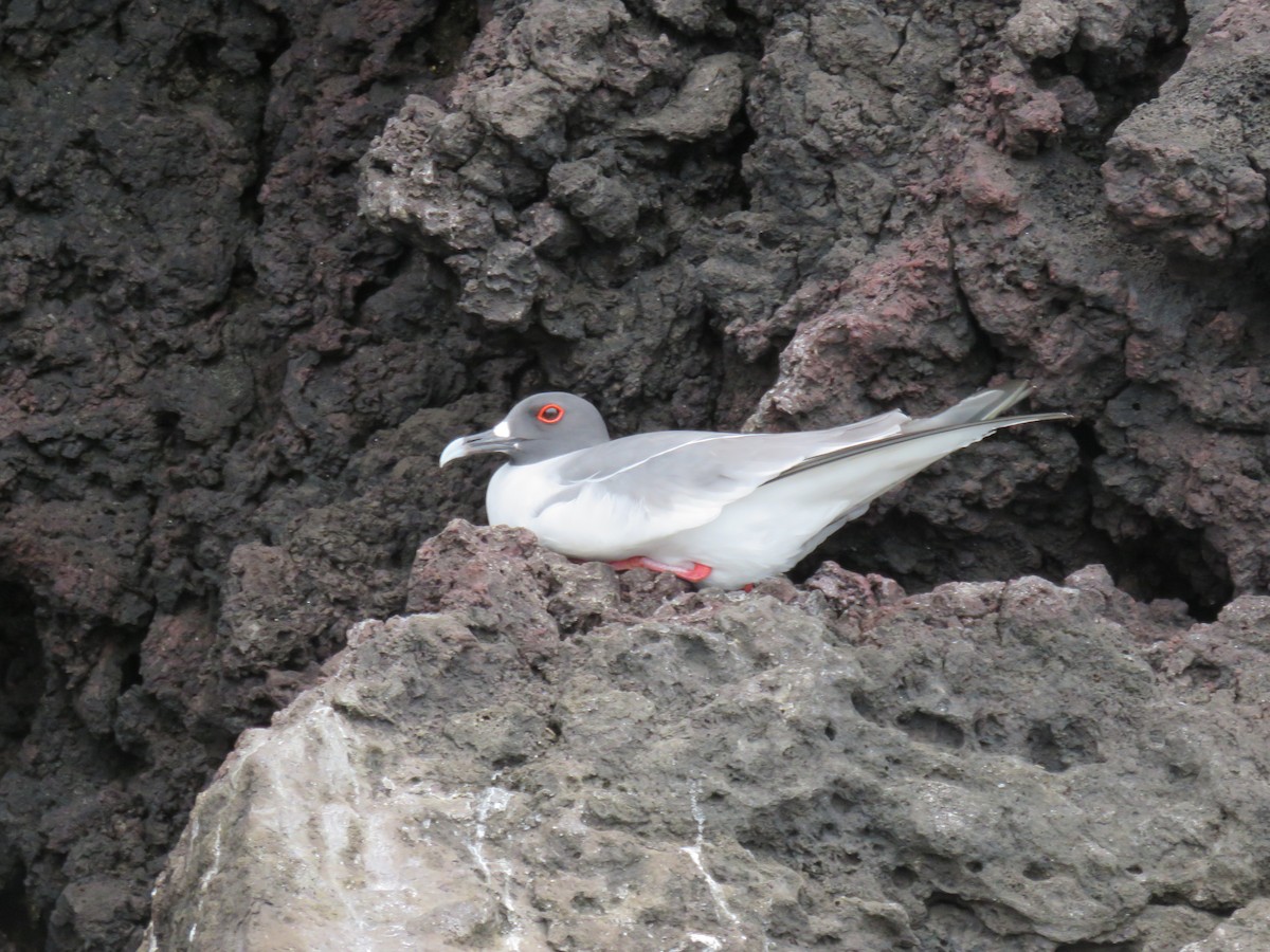 Swallow-tailed Gull - ML647536400