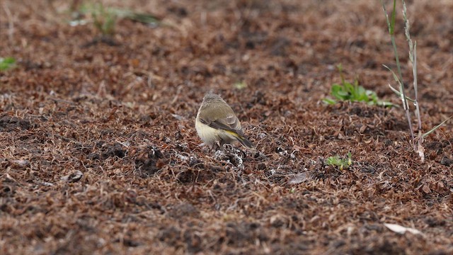 Yellow-rumped Thornbill - ML647536410